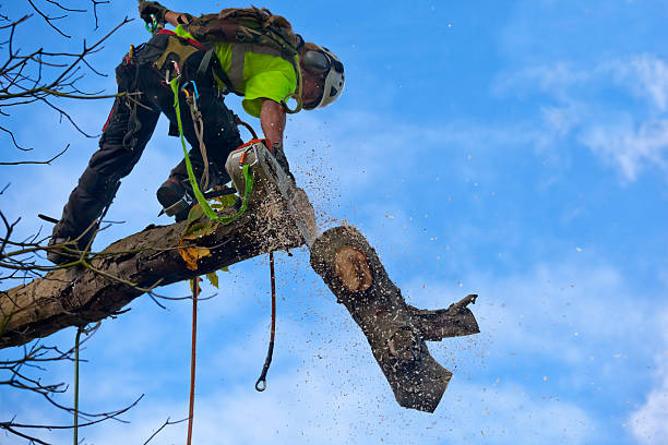 Leaf Removal in Meggett, SC